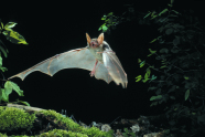 Fledermaus fliegt nachts im Wald.