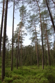 Lichter Kiefernwald.