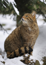 Wildkatze im Winterwald