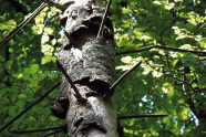 Nadelbaum mit abblätternder Rinde in Laubholzbestand.