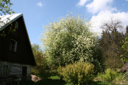 Blühender Baum neben ländlichem Anwesen.