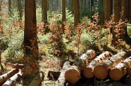 Mehrere Fixlängen Nadelholz liegen in einem Fichtenbestand mit Buchenvoranbau.