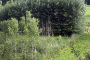 Wachstumsunterschiede von drei Sorten: Klon Scott-Pauley (hinten rechts) und Fritzi-Pauley (hinten links) ohne Ausfälle, circa 12m hoch, dicht belaubt, hohe Massenwuchsleistung. Im Vordergrund italienischer Klon AF 6 mit geringer Höhe (circa  6m) und etwa 70% Ausfall.