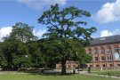 Große und ausladende Robinie in einem Schlossgarten