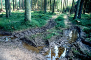 Rückegasse im Wald, auf der sich gut sichtbare Fahrspuren und darauf entstandene Pfützen befinden. 