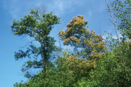 Wipfel von Edelkastanien gegen den blauen wolkenlosen Himmel