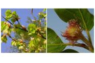 Zwei Fotos: Links ein männliche, rechts ein weibliche Buchenblüte