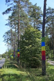 Alte Kiefern stehen zwischen einem Fahrradweg und einem Wanderweg. Sie sind mit verschiedenen bunten Bändern markiert.