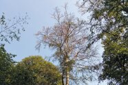 Nackte Buchenkrone