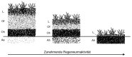 Schematische Darstellung: Einfluss der Regenwurmaktivität auf die Humusauflage in Wäldern