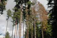 Das Foto zeigt einige Bäume, von denen einige Baumkronen nicht mehr grün, sondern bereits braun und vertrocknet sind. Einige Zweige sind bereits kahl und haben keine Nadeln mehr.