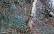 Das Foto zeigt einen Hang, der teils mit Bodenvegetation bewachsen ist, teils frei liegt. Im Vordergrund sind verschiedene Gehölze unter anderem Buchen zu sehen.