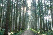 Forstweg im Fichtenbestand mit Sonnenstrahlen