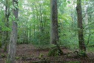 lichter Laubwald