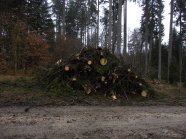 An einem Waldweg lagernder Haufen von Kronenmaterial von Fichten.