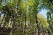 Sonne schient in Laubwald mit grünen Kronen.