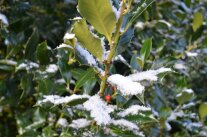 Zweig einer Stechpalme, auf denen Blättern liegst Schnee