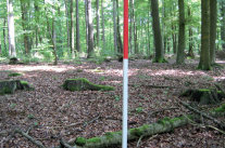 Fluchtstab steht in einem alten Laubwald.