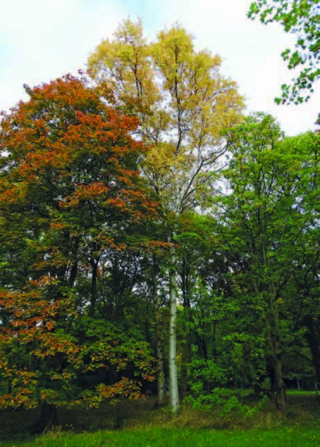 Blick auf eine einstämmige und prachtvoll herbstlich verfärbte Papierbirke