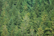 Nadelwald von oben
