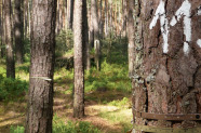 Mit einer weißen elf markierter und mit Maßbändern umspannter Baum