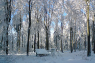 Schneebedeckter Waldbestand