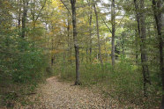 Waldweg mit Laub