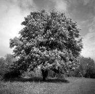 Alleinstehender Kastanienbaum in voller Blüte