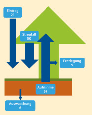 Mittlere Stickstoffflüsse der Waldklimastationen: Eintrag 21, Streufall 50, Festlegung 9, Aufnahme 59, Auswaschung 6