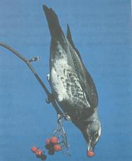 Ein Vogel sitzt auf einem Zweig und frisst eine rote Beere.