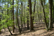 Mischwald im Frühling.