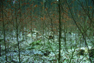 Junge Buchen mit erstem Schneefall
