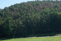 Waldbestand mit rötlich verfärbten Kiefern