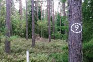 Kiefernwald mit markierter Kiefer im Vordergrund