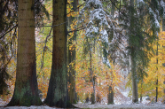 Im Fokus stehen zwei dicke Baumstämme, die in einem Wald stehen. Von diesen zwei Bäumen sieht man den unteren teil und noch vereinzelt Äste runterhängen.