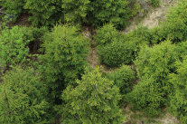 Das Bild zeigt viele Nadelbäume von oben, man kann die einzelnen saftig-grünen Äste deutlich erkennen. Vereinzelt spitzt der Waldboden durch.