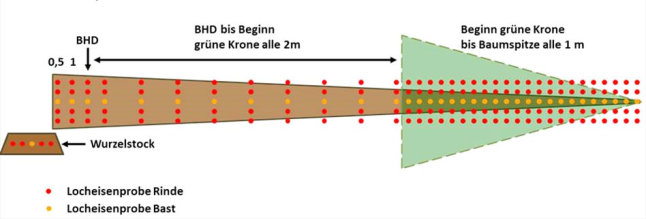 Beprobungsschema mit skizziertem Nadelbaum.