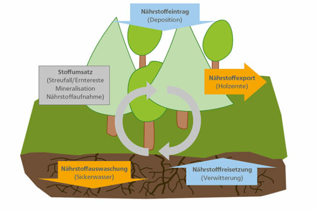 Schematische Darstellung der Nährstoffflüsse