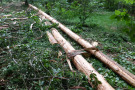 Entrindete Baumstämme liegen auf dem Waldboden.