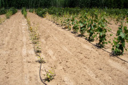 Feld mit verschiedenen Pappelsorten