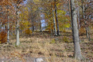 Herbstlicher Eichenmittelwaldbestand am Hang