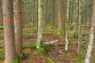 Baumstämme, die grün und orange markiert sind