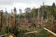 Waldfläche nach einem Sturm mit geknickten und liegenden Nadelbäumen