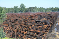 Grosses Polter mit Hunderten beregneten Holzstämmen.