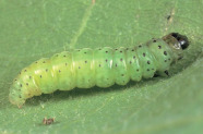 Raupe auf einem Blatt. Die Raupe ist grün mit schwarzen Punkten auf dem Körper und einem schwarzen Kopf.