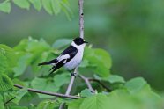 Foto eines schwarz-weißen Vogels