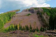 Kahlfläche und braungraue Borkenkäferschäden an Fichten