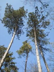 Vor blauem Himmel sind von unten die Baumkronen zu sehen