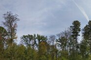 Wald mit abgestorbenen stehenden Buchen