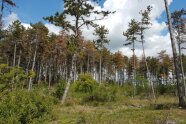 abgestorbene Schwarzkiefern mit braunen Nadeln unter weiß-blauem Himmel
